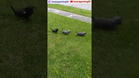 Jude, Iris And Axel As Pups