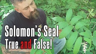 Solomon's Seal vs. False Solomon's Seal | Know The Difference!