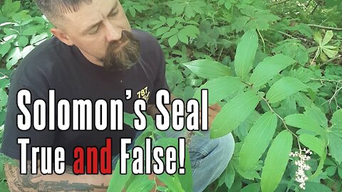 Solomon's Seal vs. False Solomon's Seal | Know The Difference!