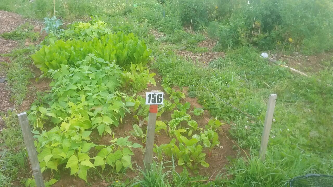 Wild Urban Gardens 2021 - Pondering the Magical Power of Nature, in a Community Garden.