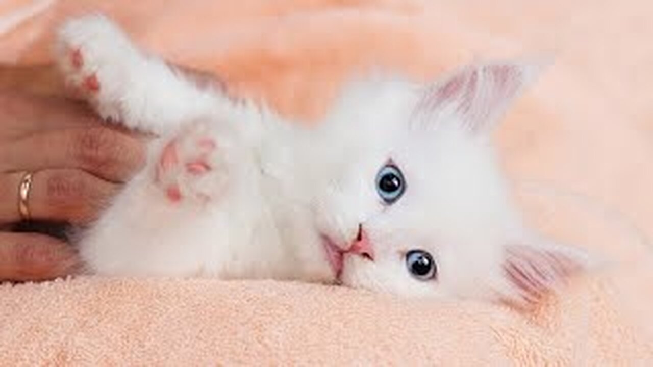 Cute Cat Funny Moments. Episode - 15