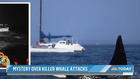 Orcas SINK 3 Boats Off Portugal & Spain, Damage Dozens More