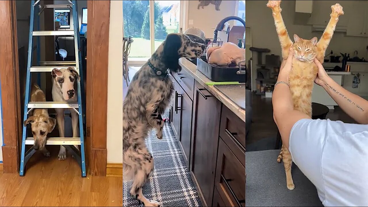 New Funny Animals 2023 😄🤣 Funniest Cats and Dogs Videos 😻🐶 #6