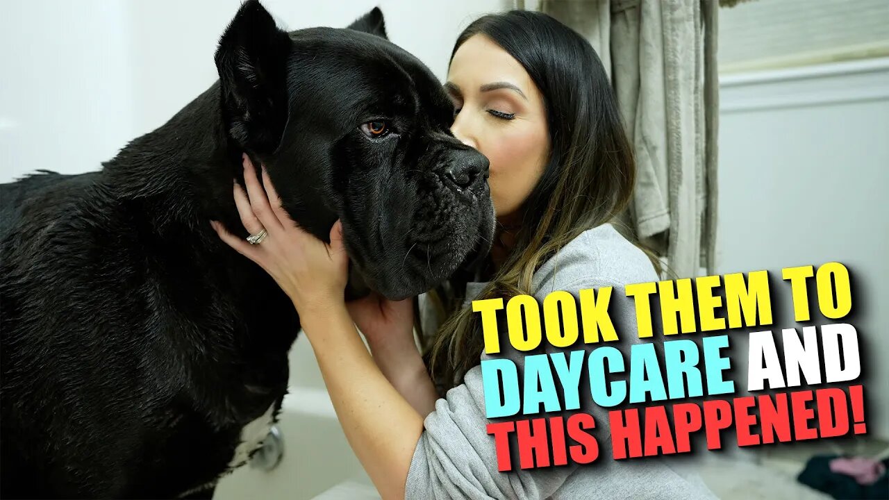 Took Both Dogs To Daycare & THIS Happened!