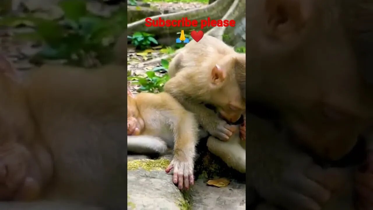 funny monky subscribe please#shorts #youtubeshorts