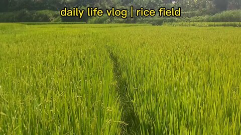 immense rice fields | daily life vlog