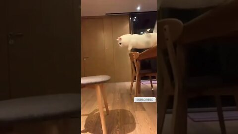 cute cat videos 😹 funny videos 😂 584 😻