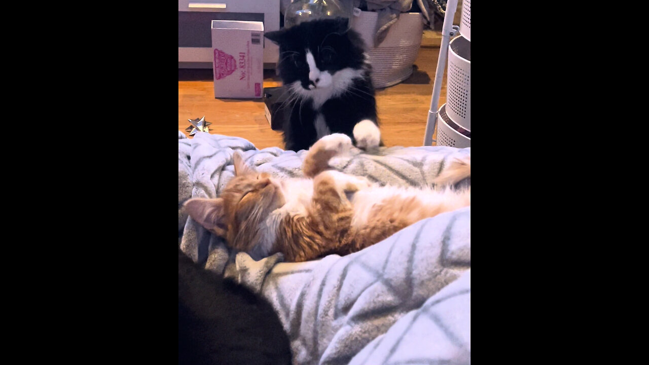 Cat Notices New Cat