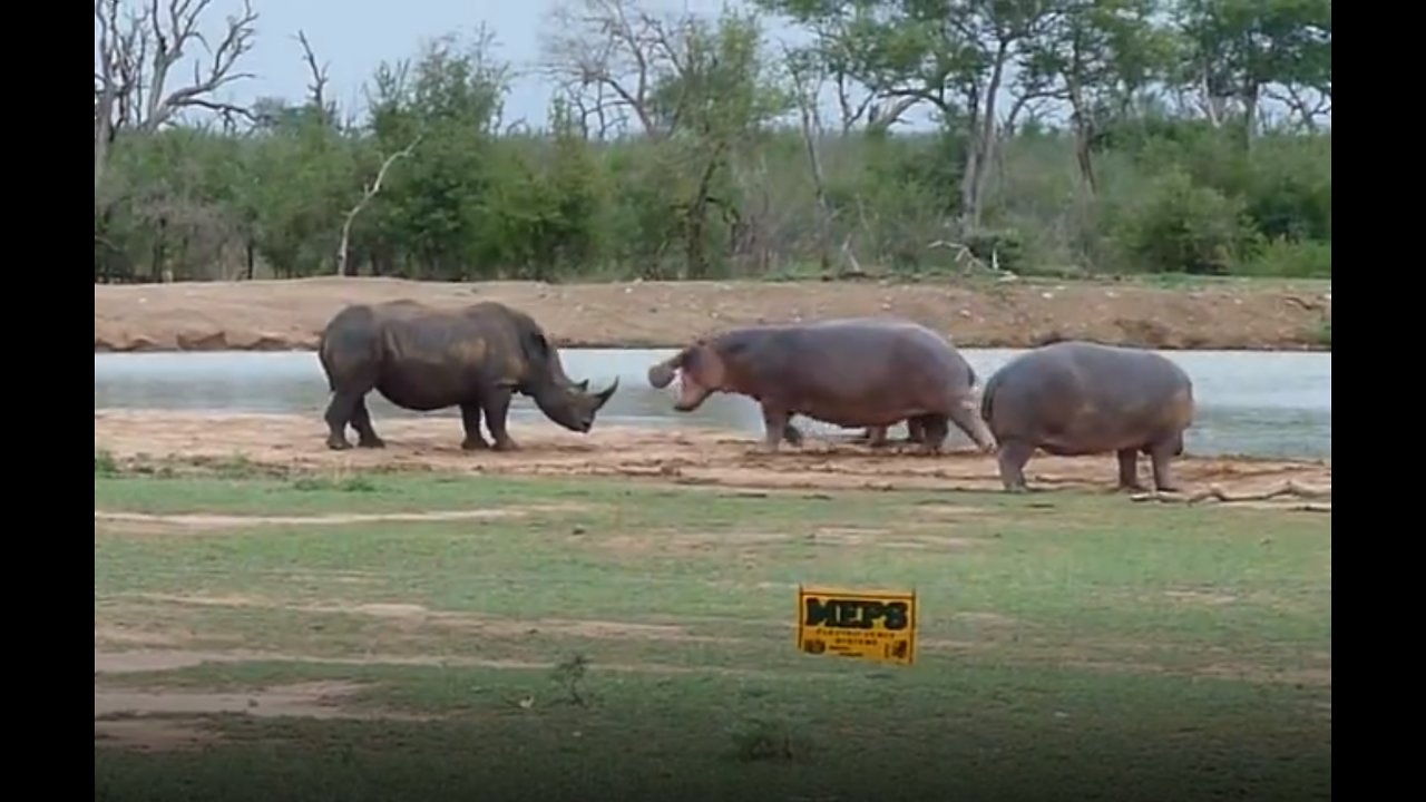 Hippo Scares Away Threatening Rhino