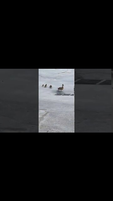 Baby ducks fall into drain #shorts