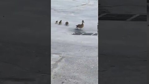 Baby ducks fall into drain #shorts