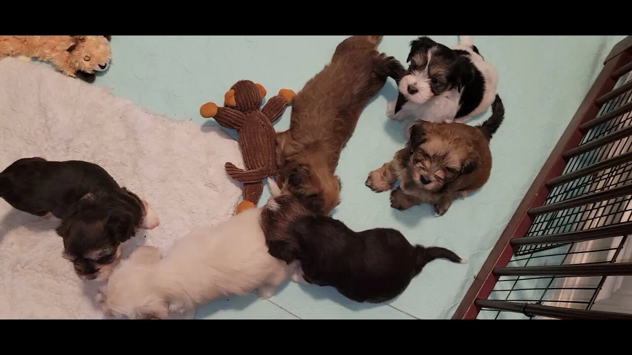 O Litter..What's Their Name? 😮 (2)