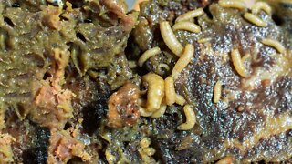 Eating Rotten Meat