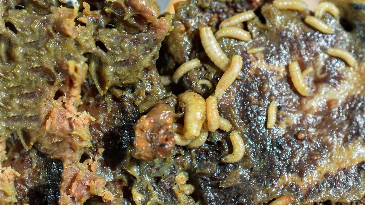 Eating Rotten Meat