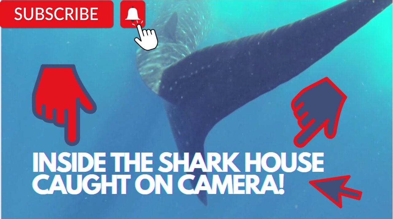 Sharks can rouse fear and awe like no other creature in the sea! SHARK CAUGHT ON CAMERA!