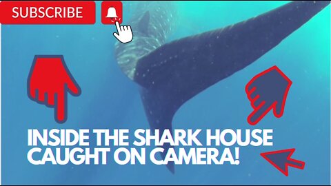 Sharks can rouse fear and awe like no other creature in the sea! SHARK CAUGHT ON CAMERA!