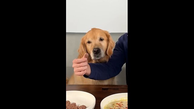 Feeding a dog $1 vs $10000 food