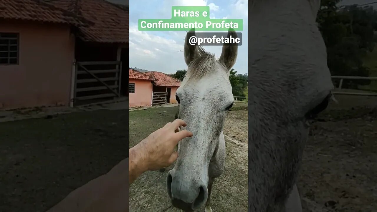 Cavalo Árabe - garanhão competidor e campeão de prova de tambor ( Haras e Confinamento Profeta ).