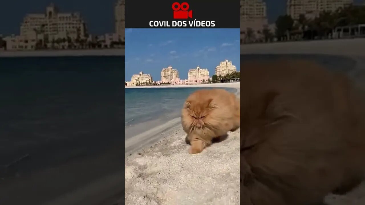 gato mal-humorado