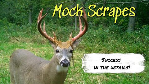 Deer Hunting Success with Mock Scrapes!!