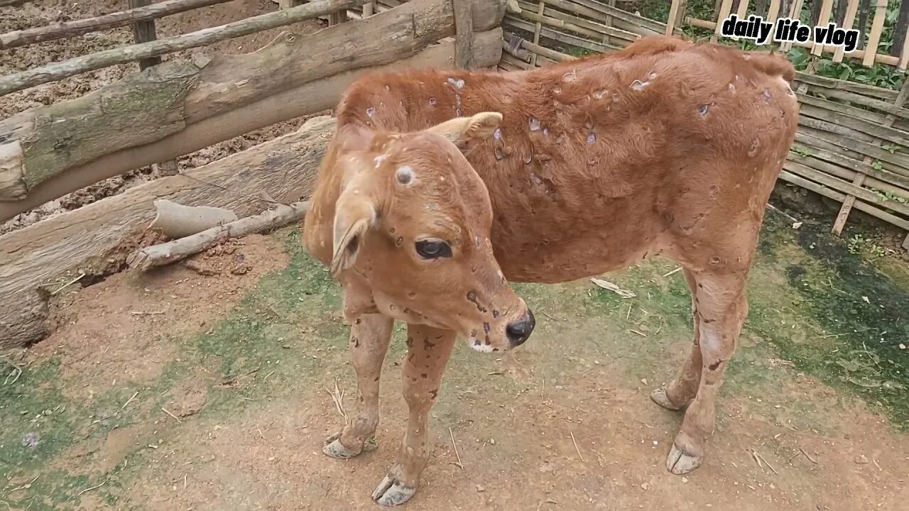 cows infected with bovine dermatitis