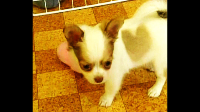 Puppy's Fur Has Heart Shape