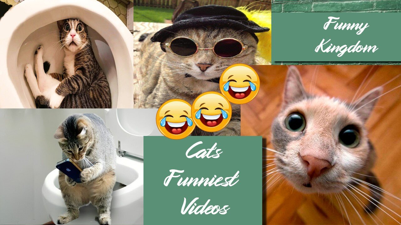 Non stop Laughter with cats funny videos | Funny cats compilation #funnykingdom