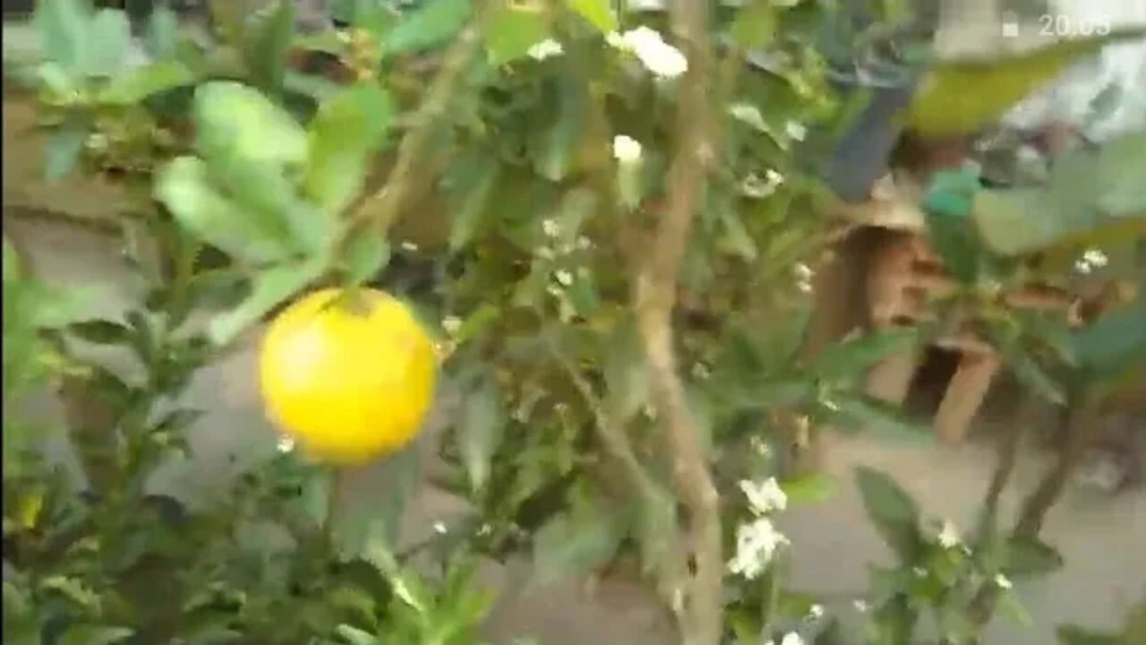 frutíferas produzindo em vasos com a ajuda da abelha Jataí