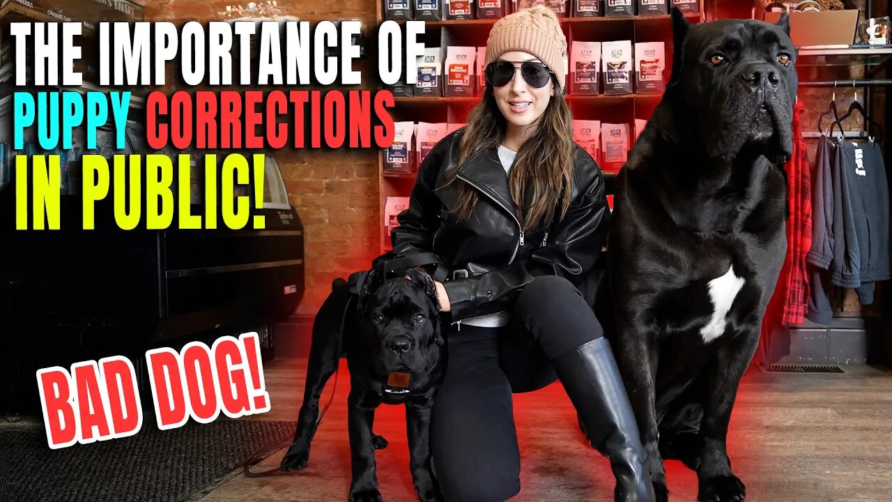 PUPPY Public Corrections & The Importance! BAD DOG!