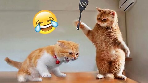 Funny Dog And Cat 😍🐶😻 Funniest Animals #10