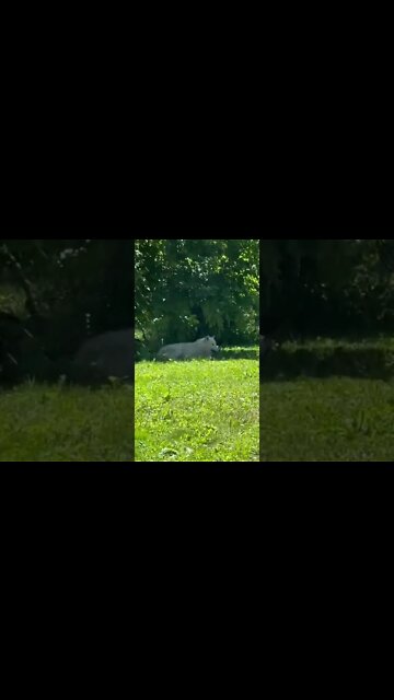 Alaskan Wolf chilling in the shade on a hot day