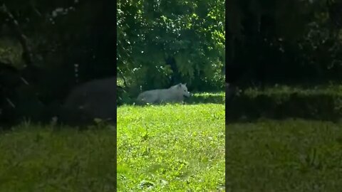 Alaskan Wolf chilling in the shade on a hot day