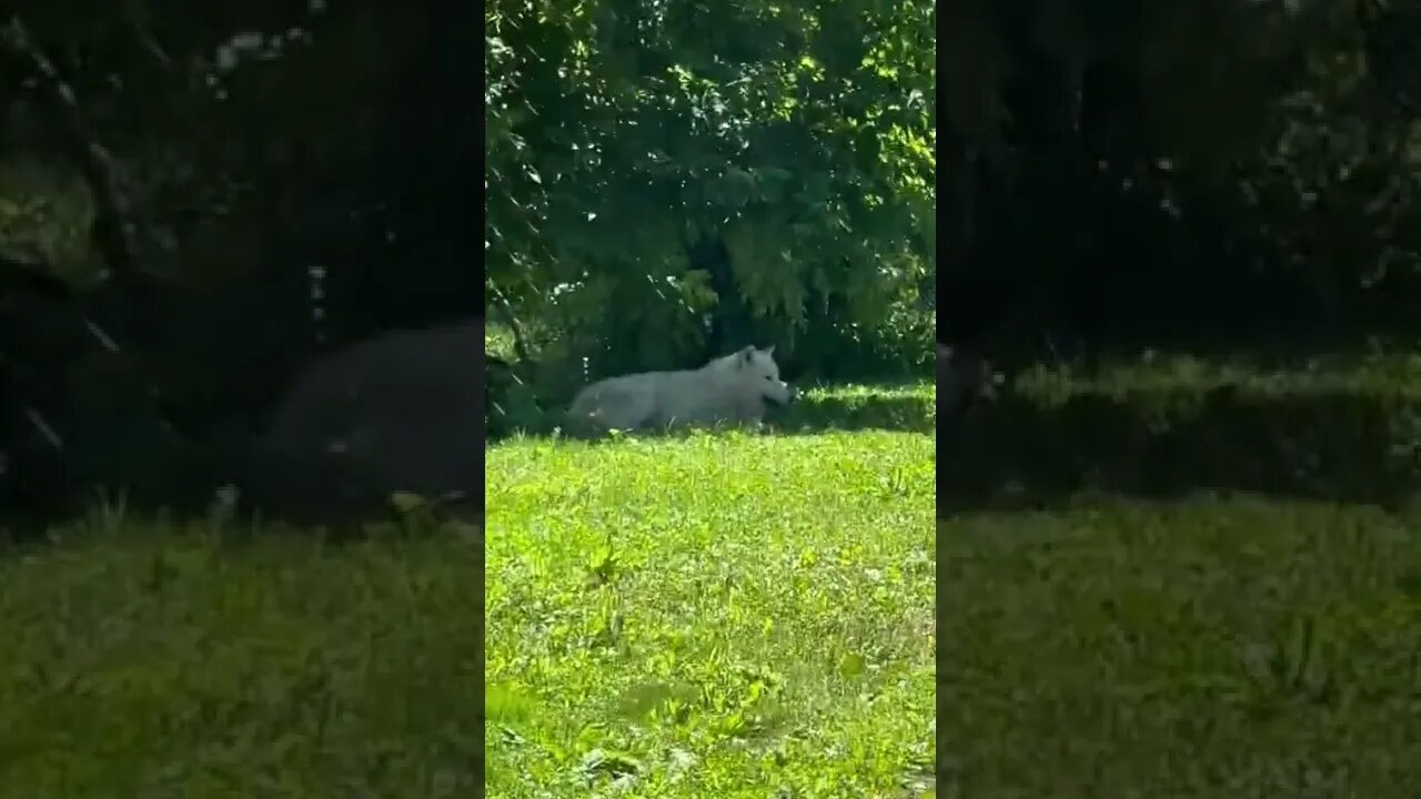 Alaskan Wolf chilling in the shade on a hot day
