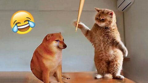 Funny Animal Videos 2023 😂 - Funniest Cats And Dogs Video 😺😍