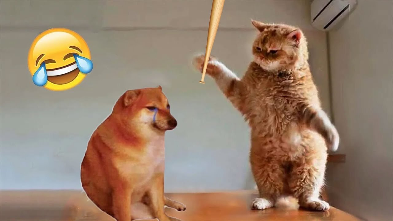 Funny Animal Videos 2023 😂 - Funniest Cats And Dogs Video 😺😍