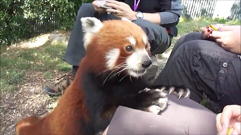 Cutest Red Panda Clips THAT EXIST!!!