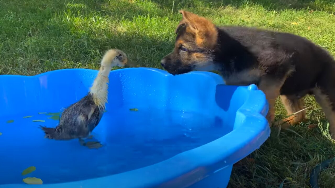 German Shepherd Puppy Meets Baby Duckling for the First Time!