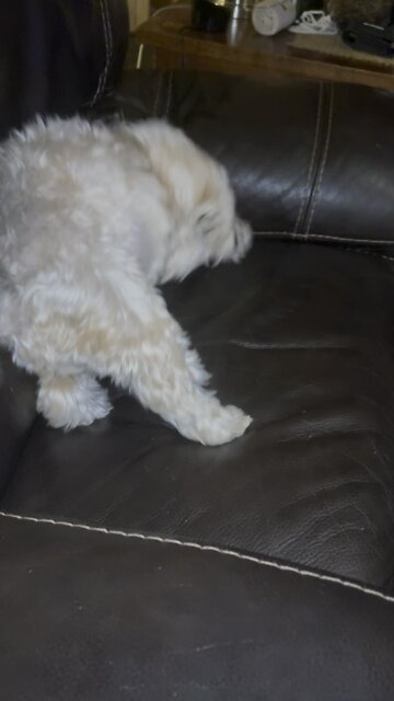 Funny Dog Pets are great