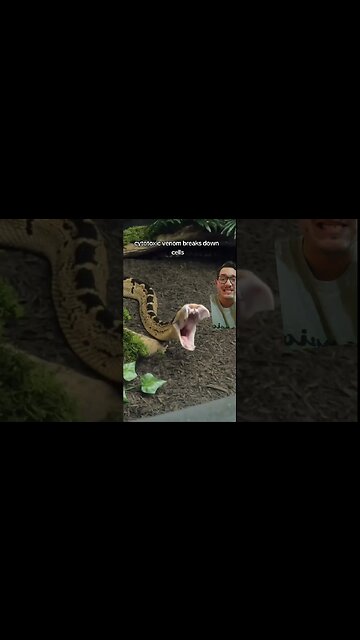 Cytotoxic venom breaks down your cells