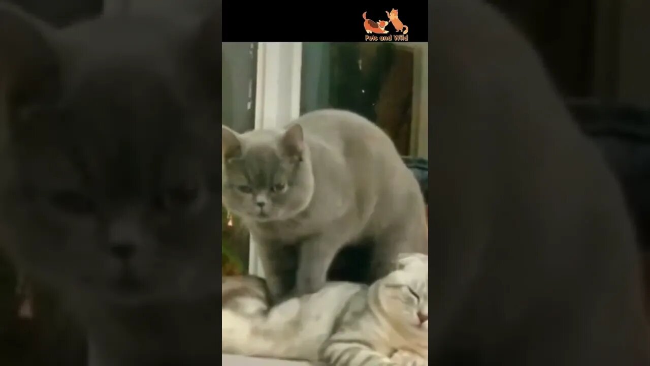 I'm so tired very funny cats video #funnycatsvideos #Petsandwild