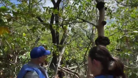 FGCU Water School experts study how mangroves survive hurricanes