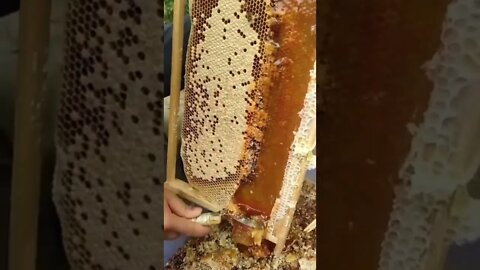 this is how 🍯 honey is extracted #shorts #youtubeshorts #work