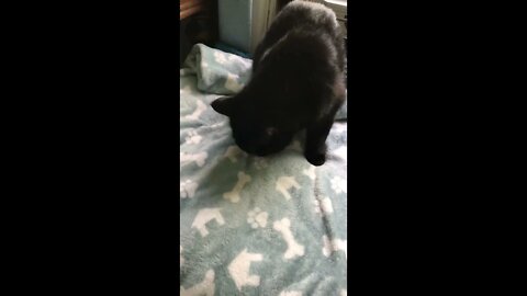 Shadow Loves Her YL Treats