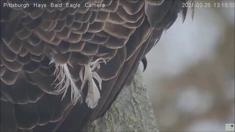 Hays Eagles Dad wonky feather and right talon study 02.26.21 13:08