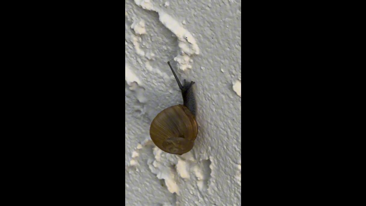 Moon Snail In Paradise #FYP #MoonSnail #MarcoIsland #mywalksinparadise #Paradise #4K