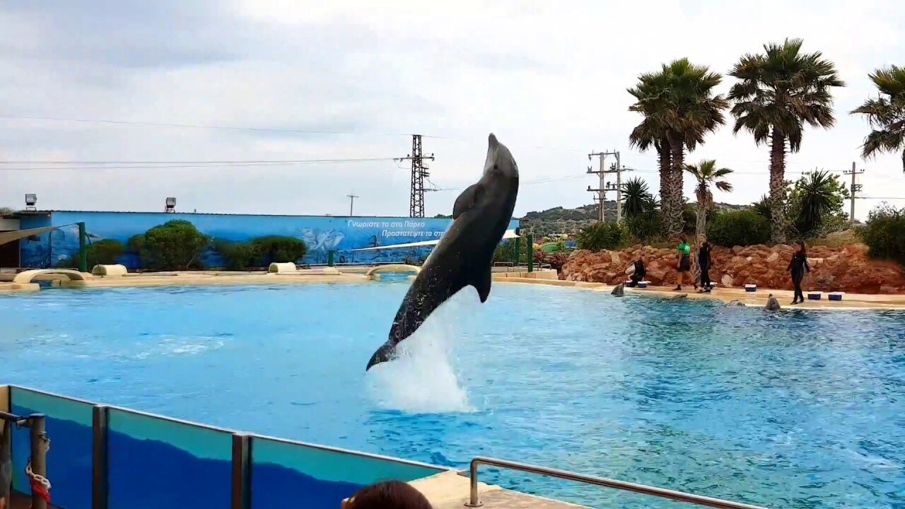 The famous Dolphin show Attica Zoo Athens HD video #zoo #attica