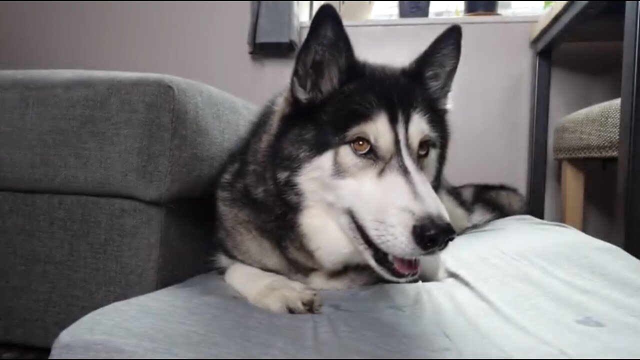 Husky’s finds a HEDGEHOG in his BEDROOM