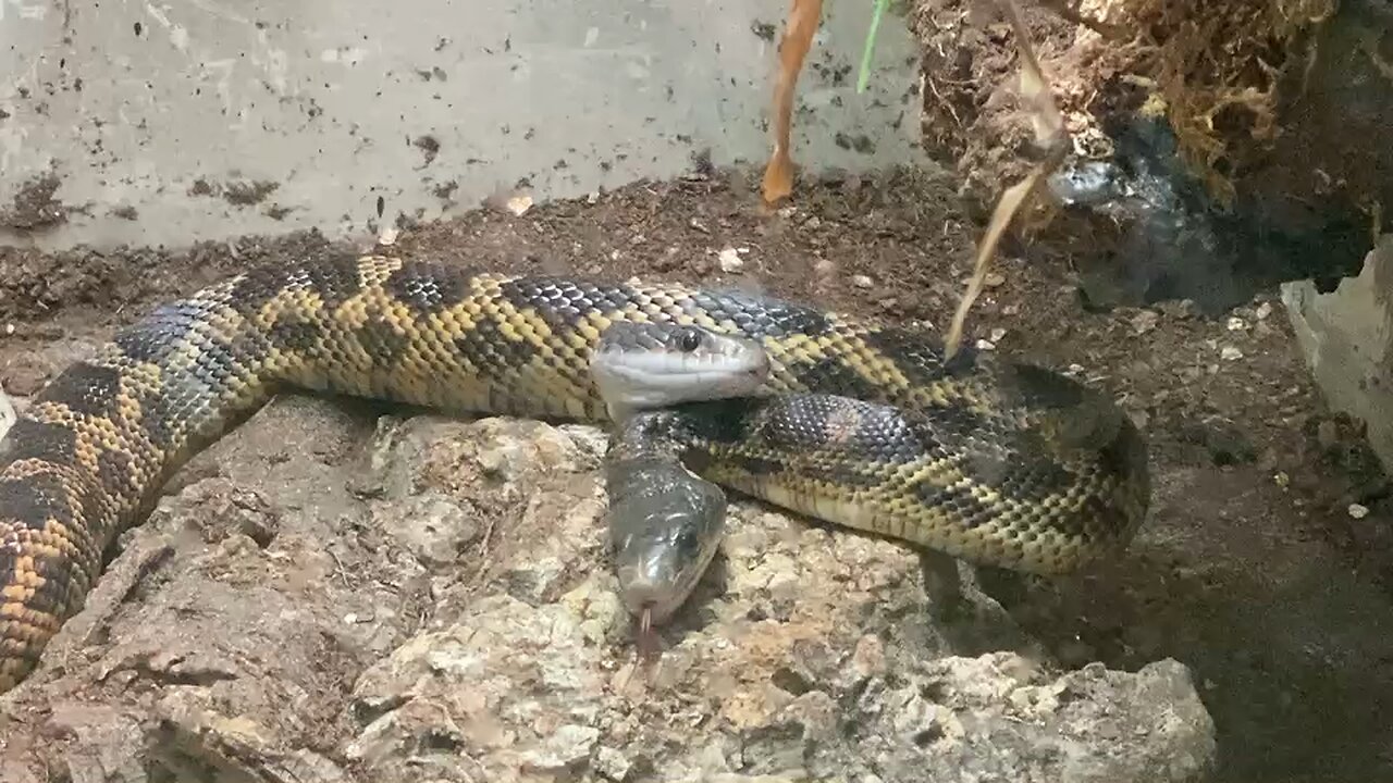 Spawn of Satan - Two Headed Rattlesnakes