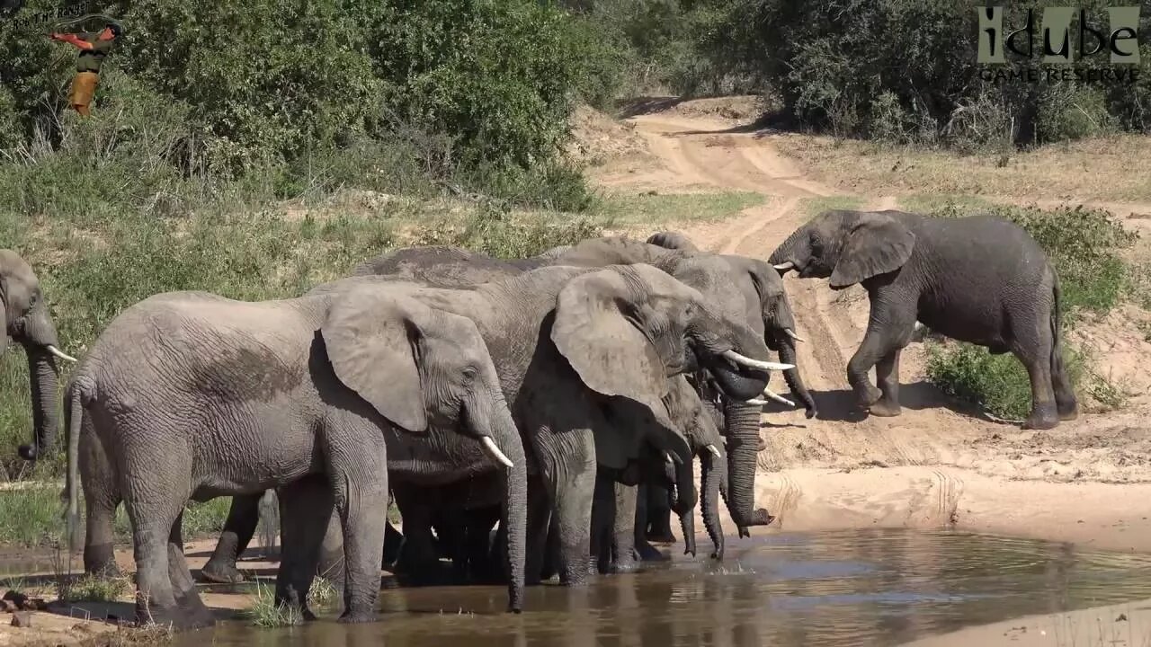 Elephants Visit The River Crossing | Iconic Africa