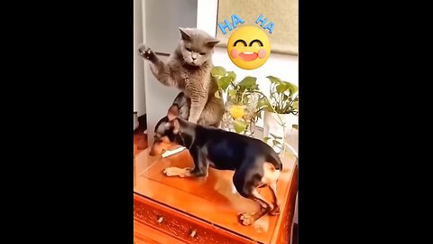 Cats vs. Dogs Comedy Showdown